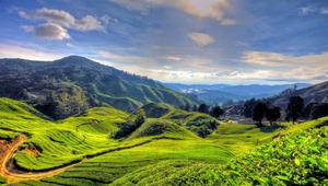 carliemaxicab_services_cameron_300x170